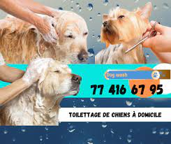 Toilettage de chiens à Dakar à domicile - DOGWASH SERVICE Dogwash service s