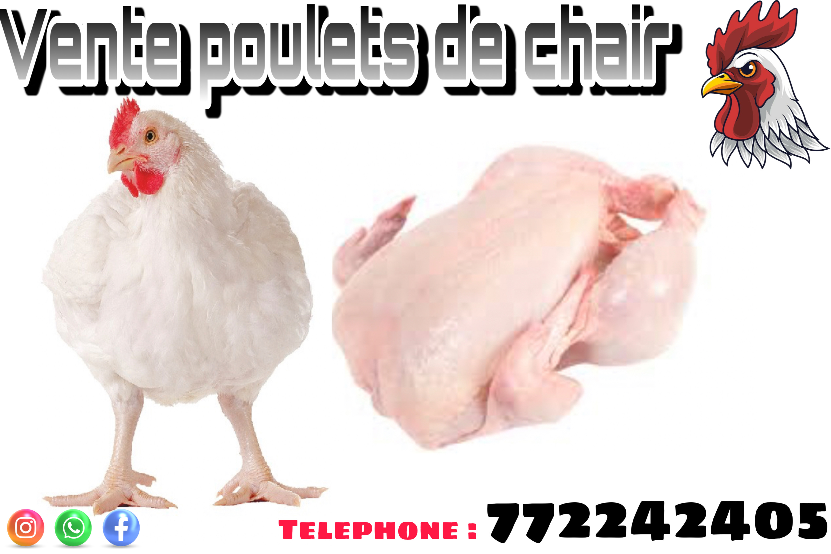 Vente de poulets de chair Poulet de chair à vendre.
Livraison gratuite à partir de 10 poulets achetés.