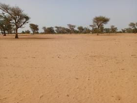 Terrain de 5,01 hectares vers Touba Toul Dossier : @senhectare  TNU-024-0724- AC
SUPERFICIE:
5 hectares 01 are 89 ca
EMPLACEMENT:
À 1 km de l’axe Keur Ibra Gueye-Touba Toul.
Dans la Commune de : Touba Toul
Distant de la ville de Dakar: 01 Heure 27 Minutes (88 Km)
Distant de la ville de Thiès: 58 Minutes (34 Km)
Distant de la ville de Tivaouane: 23 Minutes (15,2 Km)
Profondeur des Puits estimée dans la zone : 30 mètres.
Profondeur des Forages estimée dans la zone : 140 mètres.
TERRAIN:
Parfaitement adapté à la culture de céréales et
légumes et aux activités agropastorales.
ACCÈS:
Facile
TYPE DE SOL: 
Dekk Dior
DISPONIBILITÉ:
Immédiate
Frais de visite: 15.000 F CFA