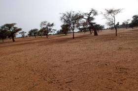 Terrain de 2,42 hectares vers Touba Toul Dossier : @senhectare  TNU-025-0724- AC
SUPERFICIE:
2 hectares 42 are 03 ca
EMPLACEMENT:
À 1,5 km de l‘axe Touba Toul-Keur Ibra Gueye.
Dans la Commune de : Touba Toul
Distant de la ville de Dakar: 01 Heure 27 Minutes ( 88 Km )
Distant de la ville de Thiès: 58 Minutes ( 34 Km )
Distant de la ville de Khombole: 11 Minutes ( 6,1 Km )
Profondeur des Puits estimée dans la zone : 30 mètres.
Profondeur des Forages estimée dans la zone : 140 mètres.
TERRAIN:
Parfaitement adapté à la culture de céréales et
légumes et aux activités agropastorales.
ACCÈS:
Facile
TYPE DE SOL: 
Dior
DISPONIBILITÉ:
Immédiate
Frais de visite: 15.000 F CFA