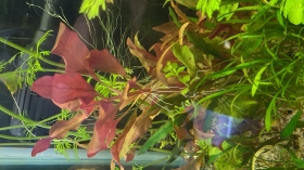 Plantes aquatiques Vente de plantes naturels pour aquariums, différentes tailles différentes variétés, différentes couleurs 
les prix varient en fonction des plantes !
-  aquatropic 
plusd’ d’info sur instagram @aquatropicsn ou par whatsapp