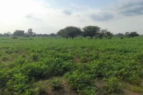 Terrain de 2 hectares vers Tassette