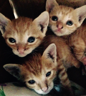 Trois petits chatons à la recherche de leur famille 