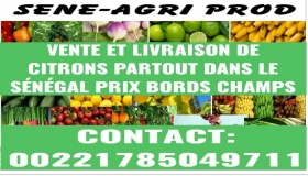 vente citrons verts prix bords champs bonjour nous vendons du citrons verts prix bords champs contact : 00221785049711