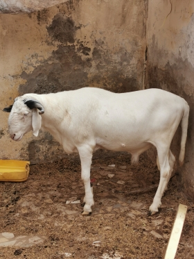Mouton pour la Tabaski à vendre  Mouton de race bien élevée avec une qualité de viande garantie grâce à la condition d