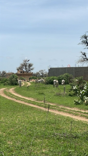 Terrain de 300 mètres carrés à vendre à Malicounda Sénégal Lot de 3 parcelles de 300 mètres carrés à vendre à Malicounda péage
Type de papier: délibération
Eau et électricité à 500 mètres
À 5 minutes de la sortie du péage
Zone calme
Accès facile
Dakar à 45 minutes
AIBD à 30 minutes
Bon pour projet à usage d’habitation ou d’investissement immobilier
