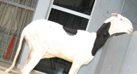 Femelle Mouton Ladoum à vendre