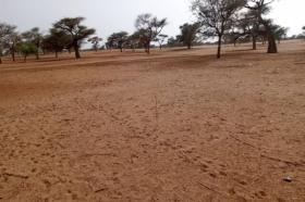 Terrain de 2,42 hectares vers Touba Toul Dossier : @senhectare  TNU-025-0724- AC
SUPERFICIE:
2 hectares 42 are 03 ca
EMPLACEMENT:
À 1,5 km de l‘axe Touba Toul-Keur Ibra Gueye.
Dans la Commune de : Touba Toul
Distant de la ville de Dakar: 01 Heure 27 Minutes ( 88 Km )
Distant de la ville de Thiès: 58 Minutes ( 34 Km )
Distant de la ville de Khombole: 11 Minutes ( 6,1 Km )
Profondeur des Puits estimée dans la zone : 30 mètres.
Profondeur des Forages estimée dans la zone : 140 mètres.
TERRAIN:
Parfaitement adapté à la culture de céréales et
légumes et aux activités agropastorales.
ACCÈS:
Facile
TYPE DE SOL: 
Dior
DISPONIBILITÉ:
Immédiate
Frais de visite: 15.000 F CFA