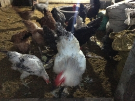 Ventes de poules bleues hollandaises en ponte Ventes de poulet de races bleues hollandaises; suxess ;geline de Touraine noir crépon rouge;coq Jupiter et poule roux.
Prêt à pondre pour les passionnés de l’élevage.
Male reproducteur :12000/unité 
Femelle reproductrice 15000/unité 