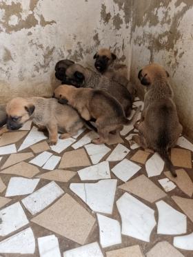 Vente Chiots berger Malinois  Je vends des chiots Bergers Malinois très actif 