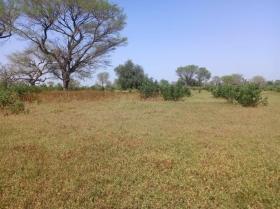 Terrain de 4 hectares vers Thienaba