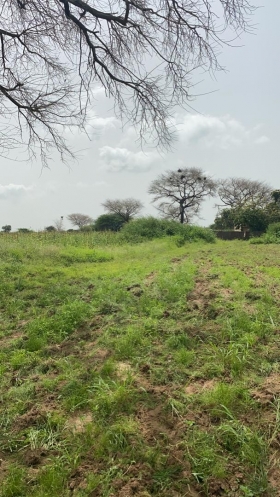 Terrain 1 hectare à Mbourokh Cissé 