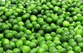 vente citrons verts prix bords champs