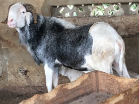 Mouton mâle Mâle de souche métisse de toulaber ladoum tiouloul et azawat âgé de 2 ans et très bien dressé aussi un bon géniteur pour une descendance de pure toulaber qui se fait rare maintenant.