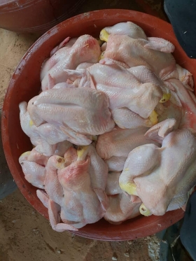 Vente de poulets de chair Vente de poulets de chair très bon goût, nourris uniquement avec des aliments naturels