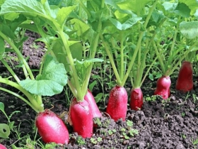 Radis(légumes-Fruits), en gros et en détail  Le radis est un légume-racine riche en minéraux et oligo-éléments. Il aide très efficacement à la reminéralisation de l