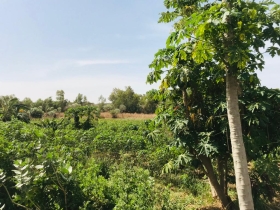 Verger Fruitier de 2,39 hectares à Diokoul Diawrigne