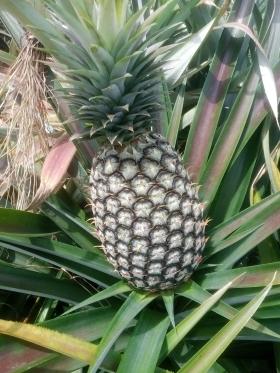 VENTE D'ANANAS