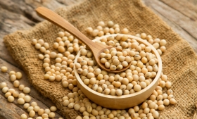 Graine de soja graine de soja disponible en gros et detail