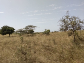 Terrain de 1 hectare à Darou Khoudoss