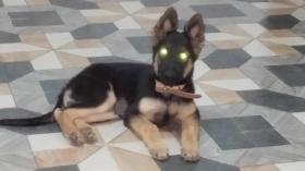 Chiots berger allemand Chiots bergers allemand disponible.