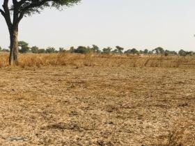 Terrain de 8098 m² vers Touba Toul