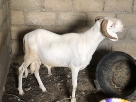 Mouton Azawat Mouton tabaski metisse azawat