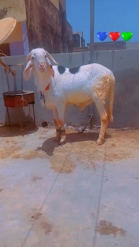 Mouton à vendre  Mouton Azawat à vendre 