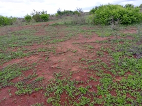 Terrain de 1,16 hectare vers Notto Diobass DOSSIER : @senhectare TN-5-824-K
SUPERFICIE:
1 hectare 16 are 32 ca
EMPLACEMENT:
À 900 mètres de la route Thiès -Tassette.
Dans la Commune de : Notto Diobass.
Distant de la ville de Dakar: 01 Heure 40 Minutes ( 88 Km )
Distant de la ville de Thiès: 44 Minutes ( 25 Km )
Profondeur des Puits estimée dans la zone : 25 mètres.
Profondeur des Forages estimée dans la zone : 120 mètres.
TERRAIN:
Parfaitement adapté à toutes les activités agropastorales…
ACCÈS:
Relativement simple
TYPE DE SOL: 
Dek Dior
DISPONIBILITÉ:
Immédiate
Frais de visite: 15 000 F CFA