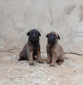 Vente Chiots berger Malinois  Couple Berger Malinois 
90%Malinois et 10%Berger 
Chiots très actifs et vacciné 