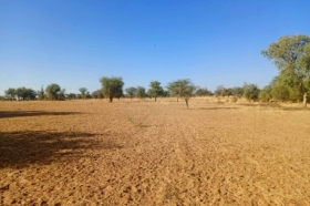 Terrain de 1,71 hectare vers Mbadiane DOSSIER : @senhectare TN-1-125-M
SUPERFICIE:
1 hectare 71 are 04 ca
EMPLACEMENT:
À 300 mètres de l’axe Touba – Mbadiane
Dans la Commune de : Mbadiane
Distant de la ville de Louga : 37 Minutes ( 38,2 Km )
Distant de la ville de Thiès : 01 Heure 50 Minutes ( 86,3 Km )
Profondeur des Puits estimée dans la zone : 80 mètres.
Profondeur des Forages estimée dans la zone : 160 mètres.
TERRAIN:
Parfaitement adapté à toutes activités agropastorales…
ACCÈS:
Relativement simple
TYPE DE SOL: 
Dior
DISPONIBILITÉ:
Immédiate
Frais de Visite 20 000 F CFA