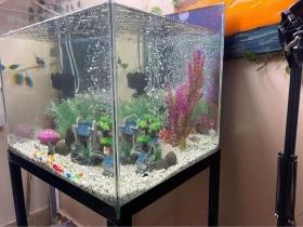 Aquarium de 70 litres