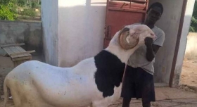 Mouton  Ladoum Bonjour, je vends un mouton ladoum pur sang de 21 mois. son nom est chan. le bélier est en plein phase de croissance. c