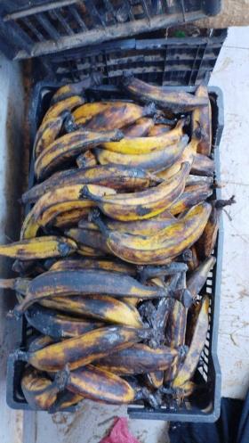 VENTE DE BANANE PLANTAIN