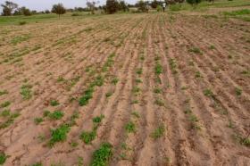 Terrain de 2,50 hectares vers Thieytou Dossier :@senhectare  TN-14-824-K
SUPERFICIE:
2 hectares 50 are 34 ca
EMPLACEMENT:
À 300 mètres de l’axe Thieytou-Bambey
Dans le Village de : Thieytou
Distant de la ville de Dakar: 02 Heures 09 Minutes ( 145 km )
Distant de la ville de Thiès : 01 Heure 16 Minutes ( 92,4 km )
Distant de la ville de Bambey: 36 Minutes ( 29,3 km )
Profondeur des Puits estimée dans la zone : 60 mètres.
Profondeur des Forages estimée dans la zone : 155 mètres.
TERRAIN:
Parfaitement adapté à la culture de céréales,
légumes et aux activités agropastorales…
ACCÈS:
Relativement Simple
TYPE DE SOL: 
Dior
DISPONIBILITÉ:
Immédiate
Frais de visite: 25 000 F CFA