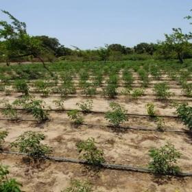 Location d’une Exploitation Agricole de 2,25 hectares vers Diender