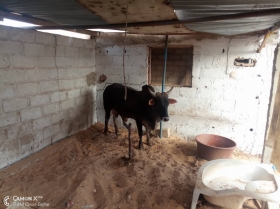 Vache de bonne race Bonjour,  je vous propose mon vache de race pure bien entretenue avec sont programme sanitaire. Élevé dans ma maison.