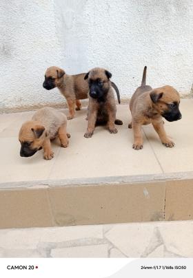 Vente Chiots berger Malinois  Je vends des chiots Bergers Malinois très actif 