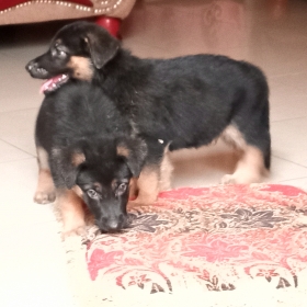 Chiots bergers allemand