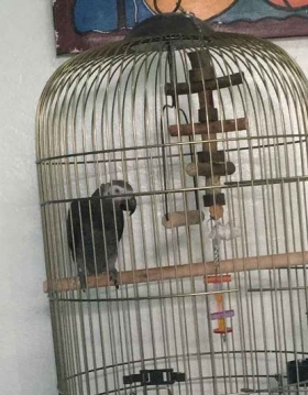  Perroquet gris du gabon Bonjour, je vends mon perroquet gris du gabon âgé de 3 mois pour cause de départ imminent. merci de me contacter.
