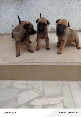 Vente Chiots berger Malinois  Couple Berger Malinois 
90%Malinois et 10%Berger 
Chiots très actifs et vacciné 