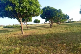 Verger de 17 hectares vers Tassette DOSSIER : @senhectare VD-2-125-M
SUPERFICIE:
17 hectares 00 are 00 ca
EMPLACEMENT:
À 5 km de l’axe Thiès-Tassette.
Dans la Commune de : Tassette.
Distant de la ville de Dakar: 01 Heure 40 Minutes ( 88 Km )
Distant de la ville de Thiès: 44 Minutes ( 25 Km )
Distant de la ville de Mbour: 01 Heure 05 Minutes ( 64,8 Km )
Profondeur des Puits estimée dans la zone : 30 mètres.
Profondeur des Forages estimée dans la zone : 140 mètres.
TERRAIN:
Parfaitement adapté à toutes les activités agropastorales…
Dispose de:
01 Maison ( 04 Chambres, Toilette) et 01 Enclos
15 Manguiers Productifs, 20 Anacardiers Productifs.
ACCÈS:
Relativement simple
TYPE DE SOL: 
Dekk Dior
DISPONIBILITÉ:
Immédiate
Frais de visite: 15 000 F CFA