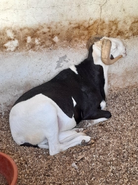 Mouton Ladoum
