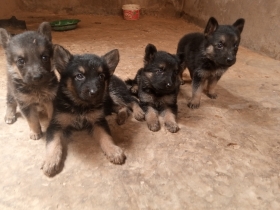 Chiots bergers allemand