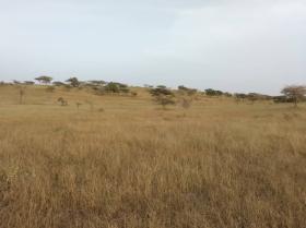 Terrain de 50 hectares vers Kab Gaye