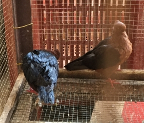 Pigeons Bouvreuil