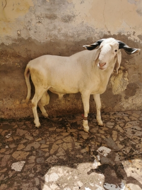 Mouton pour la Tabaski à vendre  Mouton de race bien élevée avec une qualité de viande garantie grâce à la condition d