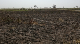 Terrain agricole de 3 hectares à vendre à Sandiara  Terrain agricole de 3 hectares
Sandiara
10 minutes de la route nationale 1
20 minutes de Mbour
50 minutes de Dakar
Type de sol : argileux
Bon pour projets agricoles