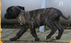 Chiot cane Corso male de 3mois  Chiot cane Corso male de 3mois pure race couleur Tigre disponible 
