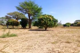 Verger de 2,37 hectares vers Tassette DOSSIER : @senhectare VD-1-125-K
SUPERFICIE:
2 hectares 37 are 97 ca
EMPLACEMENT:
À 3 km de l’axe Thiès-Tassette.
Dans la Commune de : Tassette.
Distant de la ville de Dakar: 01 Heure 40 Minutes ( 88 Km )
Distant de la ville de Thiès: 44 Minutes ( 25 Km )
Distant de la ville de Mbour: 01 Heure 05 Minutes ( 64,8 Km )
Profondeur des Puits estimée dans la zone : 15 mètres.
Profondeur des Forages estimée dans la zone : 110 mètres.
TERRAIN:
Parfaitement adapté à toutes les activités agropastorales…
Dispose de : 20 Manguiers productifs, 25 Jujubiers productifs
ACCÈS:
Relativement simple
TYPE DE SOL: 
Dekk Dior
DISPONIBILITÉ:
Immédiate
Frais de visite: 15 000 F CFA